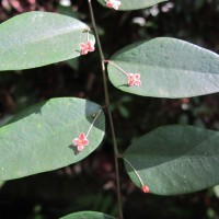 Phyllanthus baillonianus Müll.Arg.